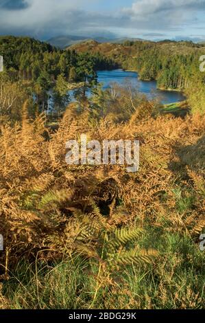 Tarn Hows im Herbst. English Lake District, in der Nähe von Coniston. Stockfoto