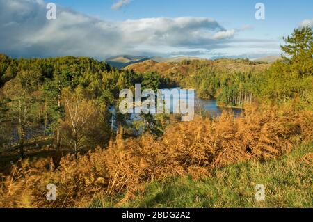 Tarn Hows im Herbst. English Lake District, in der Nähe von Coniston. Stockfoto