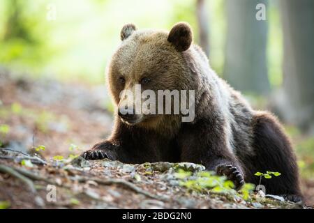 Massiver Braunbär auf dem Boden liegend mit Felsen, Wurzeln und Blättern im Wald Stockfoto