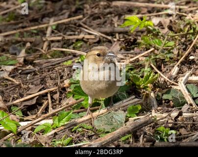 Weibliche Chaffinch ( Fringilla coelebs) auf dem Boden in einem Laubwald, West Lothian, Schottland. Stockfoto