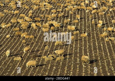 Mastlamellen Streifen auf Stoppeldeckeln grasen. Cumbria, Großbritannien. Stockfoto