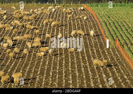 Mastlamellen Streifen auf Stoppeldeckeln grasen. Cumbria, Großbritannien. Stockfoto