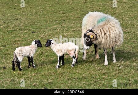 Yorkshire, Großbritannien. April 2020. Frühlingssonne in der britischen Landschaft. Zwei neu geborene Swaledale brüten mit ihrer Mutter, Austwick, Yorkshire Dales National Park, Lämmer. Swaledale Mutterschafe haben in der Regel entweder ein oder zwei Lämmer. Sie sind die ikonischste Schafzüchtung der Yorkshire Dales. Lämmer werden mit schwarzen Gesichtern geboren und entwickeln die weißen Augen- und Nasenringe, während sie reifen. Kredit: John Bentley/Alamy Live News Stockfoto