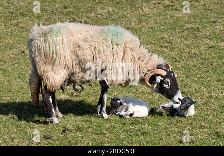 Yorkshire, Großbritannien. April 2020. Frühlingssonne in der britischen Landschaft. Zwei neu geborene Swaledale brüten mit ihrer Mutter, Austwick, Yorkshire Dales National Park, Lämmer. Die Mutter reinigt ihr Lamm nach der Geburt. Swaledale Mutterschafe haben in der Regel entweder ein oder zwei Lämmer. Sie sind die ikonischste Schafzüchtung der Yorkshire Dales. Lämmer werden mit schwarzen Gesichtern geboren und entwickeln die weißen Augen- und Nasenringe, während sie reifen. Kredit: John Bentley/Alamy Live News Stockfoto