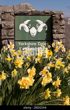 Yorkshire, Großbritannien. April 2020. Frühlings-Narzissen im Yorkshire Dales National Park, Austwick, North Yorkshire.The Swaledale Breed Sheep ist das Logo des Nationalparks. Kredit: John Bentley/Alamy Live News Stockfoto