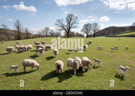 Yorkshire, Großbritannien. April 2020. Frühlingssonne in der britischen Landschaft. Lämmer weiden mit ihren Müttern in Stackhouse, in der Nähe von Giggleswick, North Yorkshire. Die Schafe sind meist in Nordengland Mule brüten. Kredit: John Bentley/Alamy Live News Stockfoto