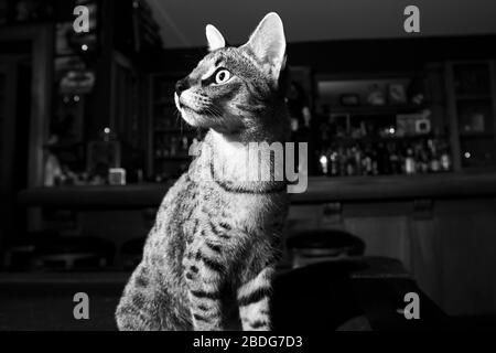 Süße Savannenkatze im Licht Stockfoto