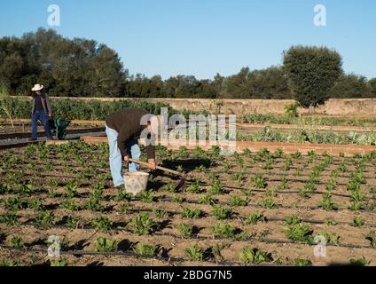 Sao Lourenço do Barrocal Anwesen, Hotel und Restaurant, in der Nähe von Monsaraz, in der Alentejo Region von Portugal Stockfoto