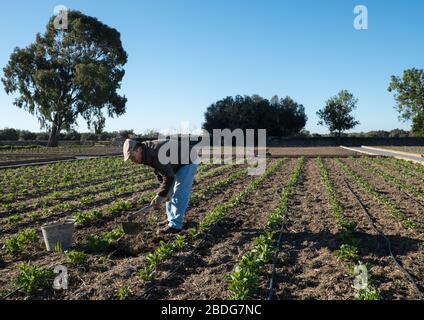 Gärtner bei der Arbeit in den Küchengärten von Sao Lourenço do Barrocal Anwesen, Hotel und Restaurant, in der Nähe von Monsaraz, in der Alentejo Region von Portugal Stockfoto