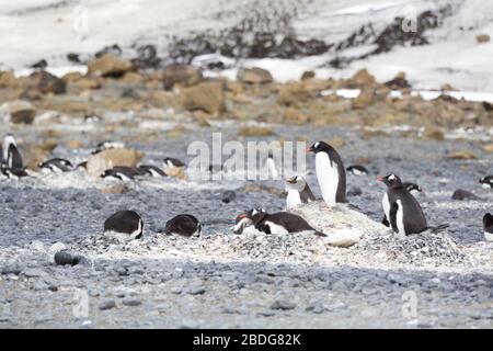 Gentoo König des Hügels Stockfoto