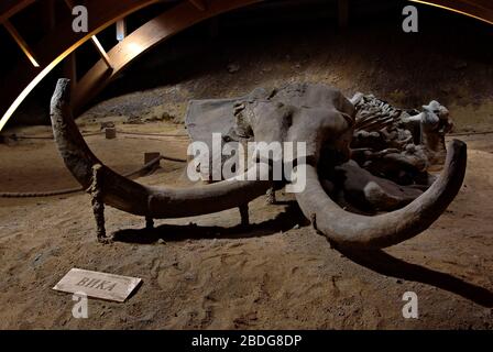 Eine besondere Attraktion im archäologischen Park Viminacium und der wichtigste Fund ist das Mammut, das in seiner Gesamtheit erhalten ist und als Vik bekannt ist Stockfoto