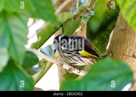 New Holland Honeyeater, Westaustralien Stockfoto