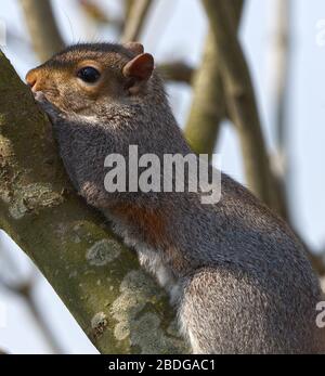 Eichhörnchen sitzt auf Ast im Baum Stockfoto