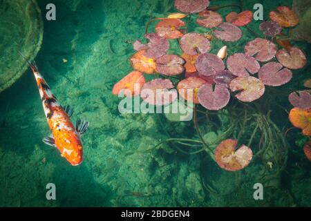 Ein einzelner orangefarbener Koi-Fisch schwimmt in einem aquamarinfarbenen Teich in der Nähe von schwimmenden farbigen Wasserpflanzen in einem chinesischen Kulturzentrum in Phoenix, Arizona. Stockfoto