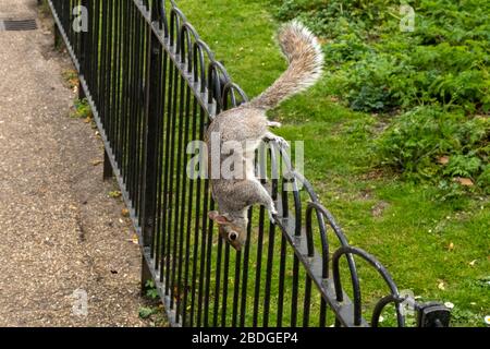 London, Großbritannien. April 2020. Wetter, Frühling Wildnis Green Park london UK Eastern Gray Squirrel Sciurus carolinensis Credit: Ian Davidson/Alamy Live News Stockfoto