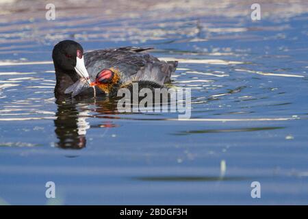 Ein amerikanischer Coot füttert ein Insekt an sein Baby Küken in einem lokalen Teich nahe Flagstaff, Arizona, Stockfoto