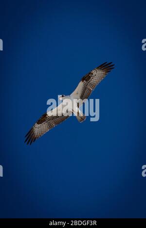 Ein einziger Fischadler schwebt über dem Kopf gegen einen strahlend blauen Himmel mit einer breiten Spannweite, während er nach seiner nächsten Mahlzeit sucht. Stockfoto