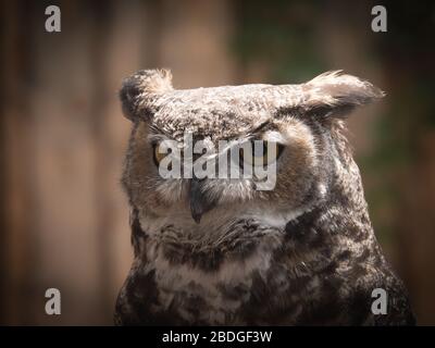 Der Kopf einer großen gehörnten Eule blickt mit seinen zwei gelben Augen in einen lokalen Tierpark im Norden von Arizona. Stockfoto