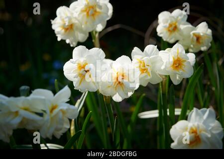 Frühlingsnarzissen. „Fröhlichkeit“ Narzissen. Schließen Sie Blumen im Garten in der Frühlingssonne. Creme/Zitronenblüten mit orangefarbener Mitte Stockfoto