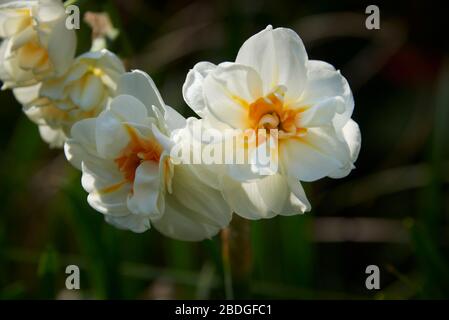 Frühlingsnarzissen. „Fröhlichkeit“ Narzissen. Schließen Sie Blumen im Garten in der Frühlingssonne. Creme/Zitronenblüten mit orangefarbener Mitte Stockfoto