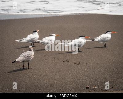 Royal Terns stehen an einem dunklen Sandstrand mit Blick auf den Ozean in Cambutal, Panama. Stockfoto