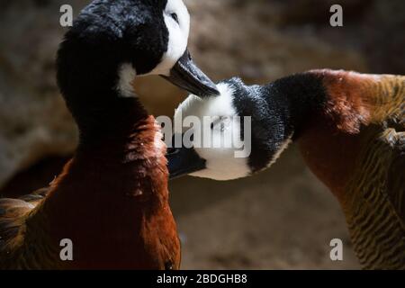 Ein Paar pfeifende Enten mit weißen Gesicht prezen sich an einem Teich in einem Zoo in Phoenix, Arizona. Stockfoto