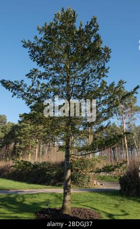 Immergrüne Nadelbalkan oder Mazedonische Kiefer (Pinus peuce) in einem Park im ländlichen Devon, England, Großbritannien Stockfoto