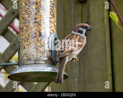 Erwachsener männlicher Baumsperling (Passer montanus) auf einem Gartenvogelfutter, Schottland, Großbritannien Stockfoto