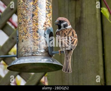 Erwachsener männlicher Baumsperling (Passer montanus) auf einem Gartenvogelfutter, Schottland, Großbritannien Stockfoto