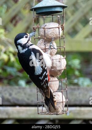 Weiblicher Specht mit großem Specht / großer Specht mit großem Specht (Dendrocopos Major) auf einem Futterhäuschen, West Lothian, Schottland, Großbritannien Stockfoto