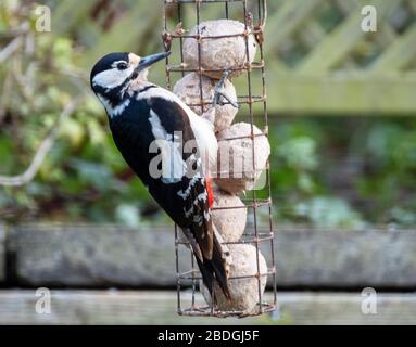 Weiblicher Specht mit großem Specht / großer Specht mit großem Specht (Dendrocopos Major) auf einem Futterhäuschen, West Lothian, Schottland, Großbritannien Stockfoto