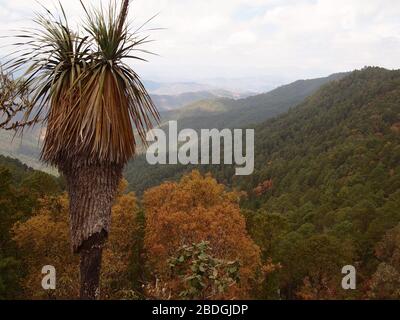 Gemeinschaftlich bewirtschaftete Kieferneichenwälder im Pueblos Mancomunados Gebiet in der Sierra Madre de Oaxaca, Südmexiko Stockfoto