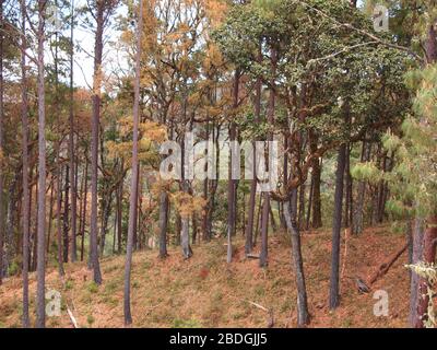 Gemeinschaftlich bewirtschaftete Kieferneichenwälder im Pueblos Mancomunados Gebiet in der Sierra Madre de Oaxaca, Südmexiko Stockfoto