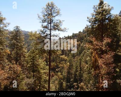 Gemeinschaftlich bewirtschaftete Kieferneichenwälder im Pueblos Mancomunados Gebiet in der Sierra Madre de Oaxaca, Südmexiko Stockfoto