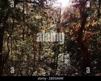 Gemeinschaftlich bewirtschaftete Kieferneichenwälder im Pueblos Mancomunados Gebiet in der Sierra Madre de Oaxaca, Südmexiko Stockfoto