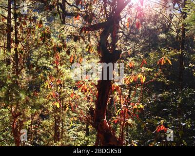 Gemeinschaftlich bewirtschaftete Kieferneichenwälder im Pueblos Mancomunados Gebiet in der Sierra Madre de Oaxaca, Südmexiko Stockfoto