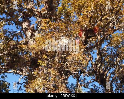 Gemeinschaftlich bewirtschaftete Kieferneichenwälder im Pueblos Mancomunados Gebiet in der Sierra Madre de Oaxaca, Südmexiko Stockfoto