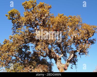 Gemeinschaftlich bewirtschaftete Kieferneichenwälder im Pueblos Mancomunados Gebiet in der Sierra Madre de Oaxaca, Südmexiko Stockfoto