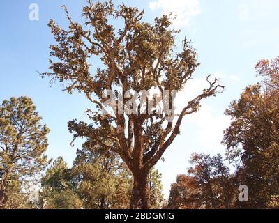 Gemeinschaftlich bewirtschaftete Kieferneichenwälder im Pueblos Mancomunados Gebiet in der Sierra Madre de Oaxaca, Südmexiko Stockfoto