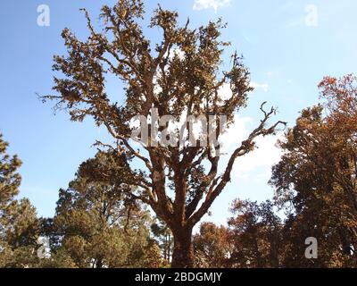 Gemeinschaftlich bewirtschaftete Kieferneichenwälder im Pueblos Mancomunados Gebiet in der Sierra Madre de Oaxaca, Südmexiko Stockfoto