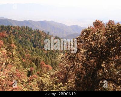 Gemeinschaftlich bewirtschaftete Kieferneichenwälder im Pueblos Mancomunados Gebiet in der Sierra Madre de Oaxaca, Südmexiko Stockfoto