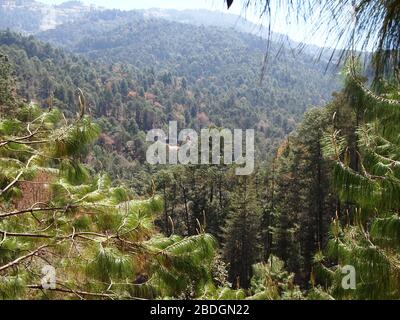 Gemeinschaftlich bewirtschaftete Kieferneichenwälder im Pueblos Mancomunados Gebiet in der Sierra Madre de Oaxaca, Südmexiko Stockfoto