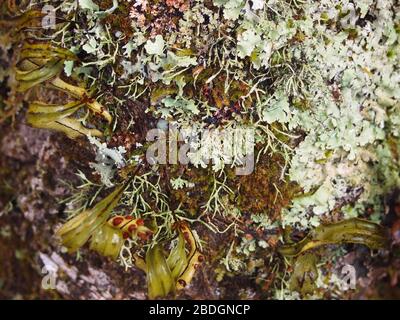 Gemeinschaftlich bewirtschaftete Kieferneichenwälder im Pueblos Mancomunados Gebiet in der Sierra Madre de Oaxaca, Südmexiko Stockfoto