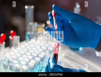 Forscher in einem Schutzhandschuh im Labor arbeiten an einem Impfstoff gegen das Virus. Tropfen Blut in einem Tropf. Nahaufnahme Foto der Hände. Stockfoto