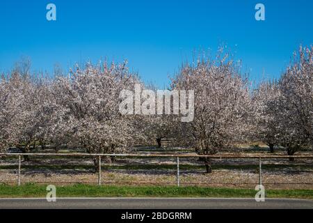 Mandelblüten blühen im Obstgarten Stockfoto