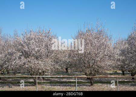 Mandelblüten blühen im Obstgarten Stockfoto