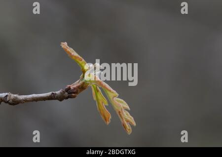 Post Oak, Quercus stellata, lässt sich im Frühling öffnen Stockfoto