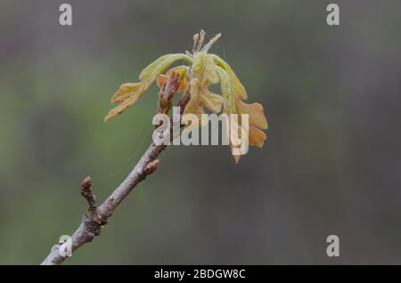 Post Oak, Quercus stellata, lässt sich im Frühling öffnen Stockfoto