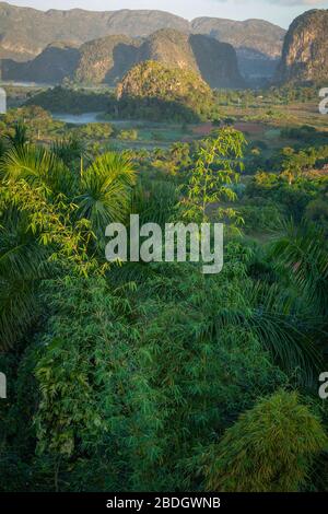Das Vinales Valley (Valle de Vinales), ein beliebtes Touristenziel. Tabakplantage. Pinar del Rio, Kuba. Stockfoto