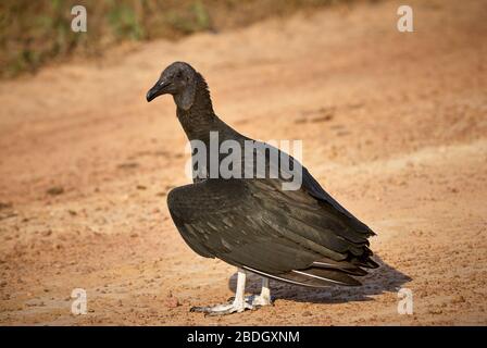 amerikanischer schwarzer Geier, Coragypen atratus brasiliensis, GEIER, LOS LLANOS, Venezuela, Südamerika, Amerika Stockfoto